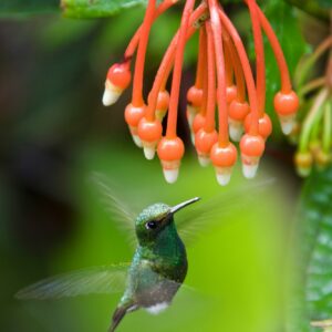 Booted Racket-tail Hummingbird - Mindo Cloud Forest - Ecuador